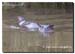 Otter_Amble_stream_01
