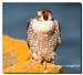 Peregrine_03