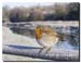 Robin-on-Camel-trail-bridge