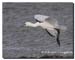 Spoonbill_Camel_est_04