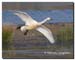Whooper Swan
