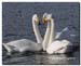 Whooper_swans