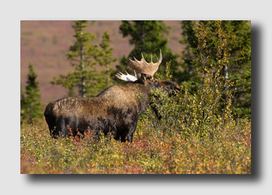 Bull Moose at Denali
