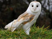 Barn Owl