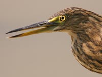 Indian pond heron