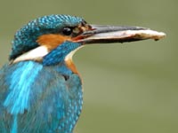 Kingfisher