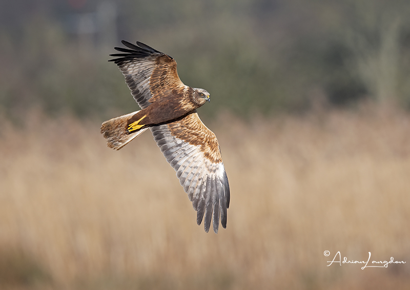 Marsh harrier flying