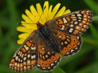 Marsh fritillary