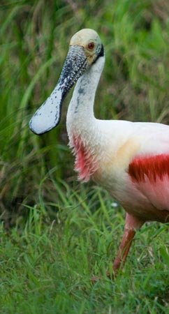 Roseate Spoonbill