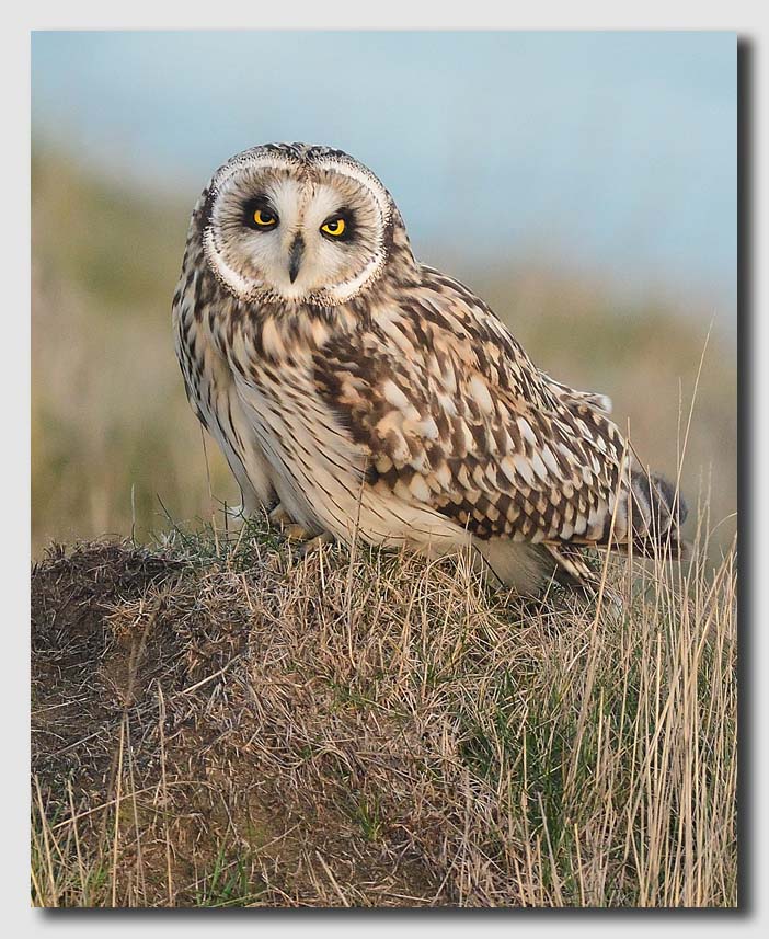 Short eared Owl