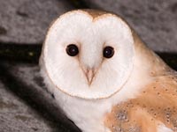 barn owl