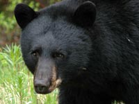 black bear