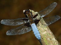 Male Broad bodied chaser