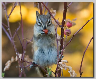 Chipmunk