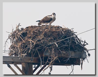 Osprey on its nest