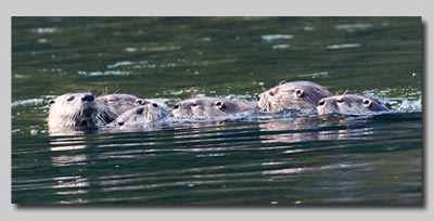 Otter family on the Snake river. 