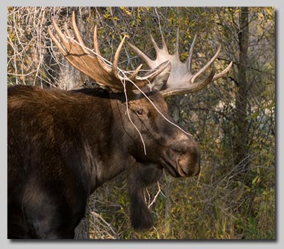 Bull Moose 