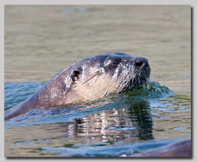 North American river otter 