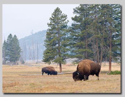 Bison grazing in meadow at Madison