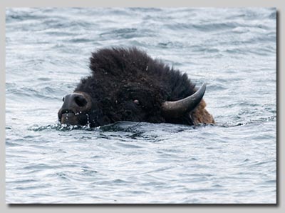 A Bison bull swimming the Hayden river. 