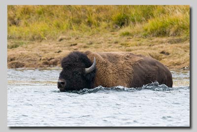 A Bison bull swimming the Hayden river. 