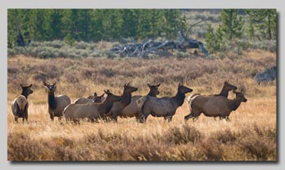 Elk on the plateau above Mammoth Hot Springs.