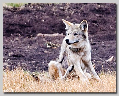 Wolf with radio tracking collar in the Lamar valley. 