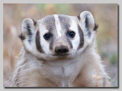 A North American Badger 