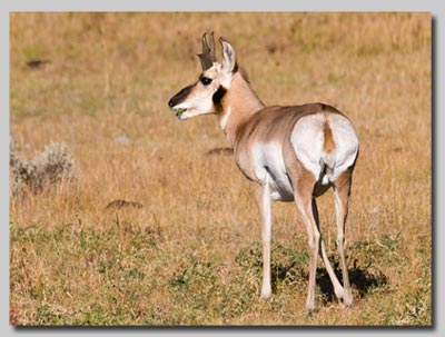 Pronghorn Antelope