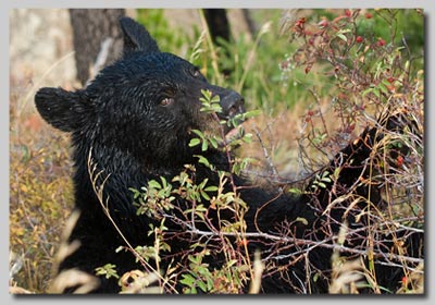 Black bear eating berries.