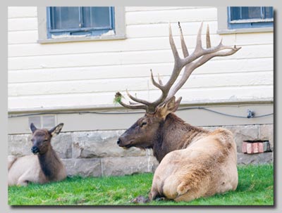 Elk lazing on the lawns at Mammoth Hot Springs.