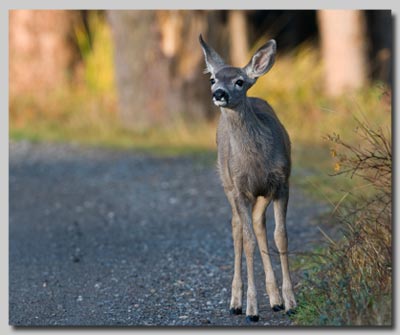 A Mule Deer fawn at Slough Creek campsite. 