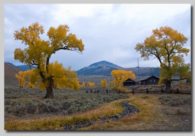 Cottonwoods at the Ranger station in the Lamar valley. 