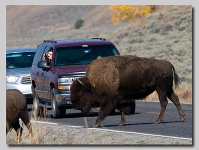 Bison crossing the road in the Lamar valley. 