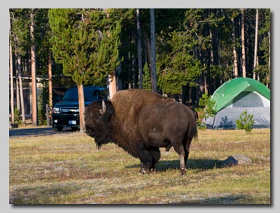 Bull Bison in the Madison campground.
