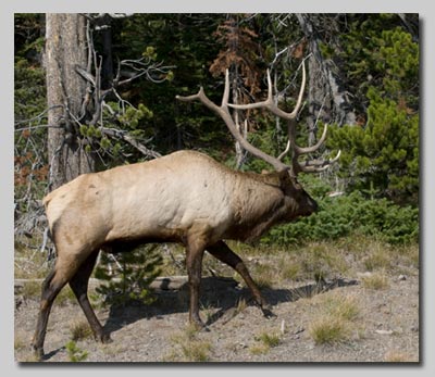 A bull Elk along the road around the shore of the Yellowstone Lake.