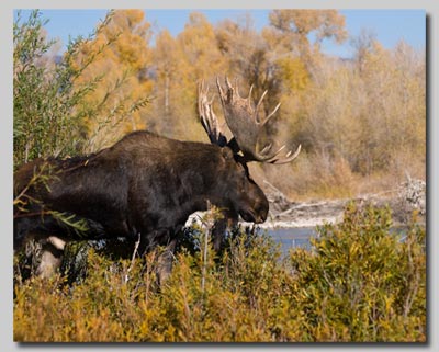 Bull Moose on the Gros Ventre campground. 