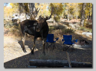 Bull Moose amongst our camping chairs as we cower in the half-open door of the campervan! 