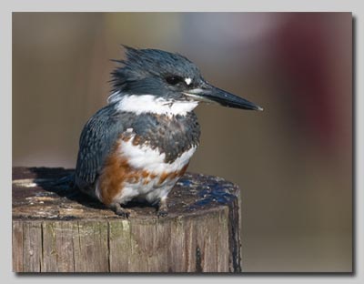 Belted Kingfisher from a previous trip to the US.
